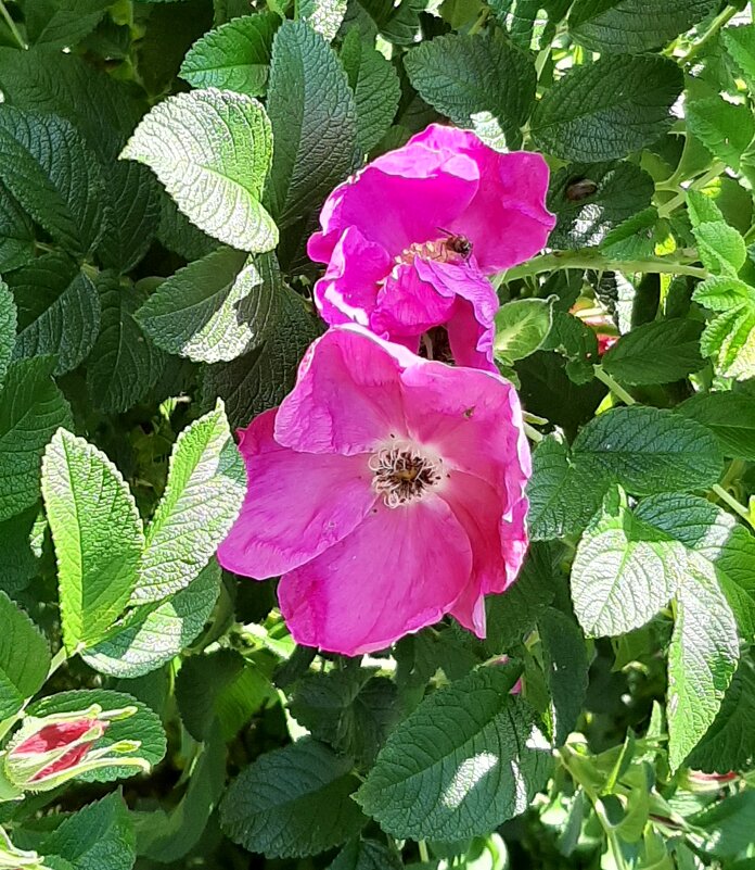 Шиповник - Наталья Герасимова