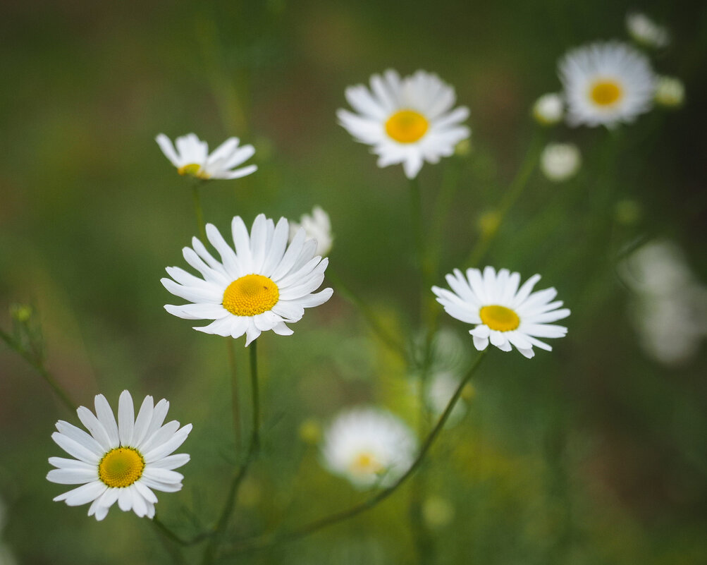 Про лето - Магомед . Про лето - Магомед .