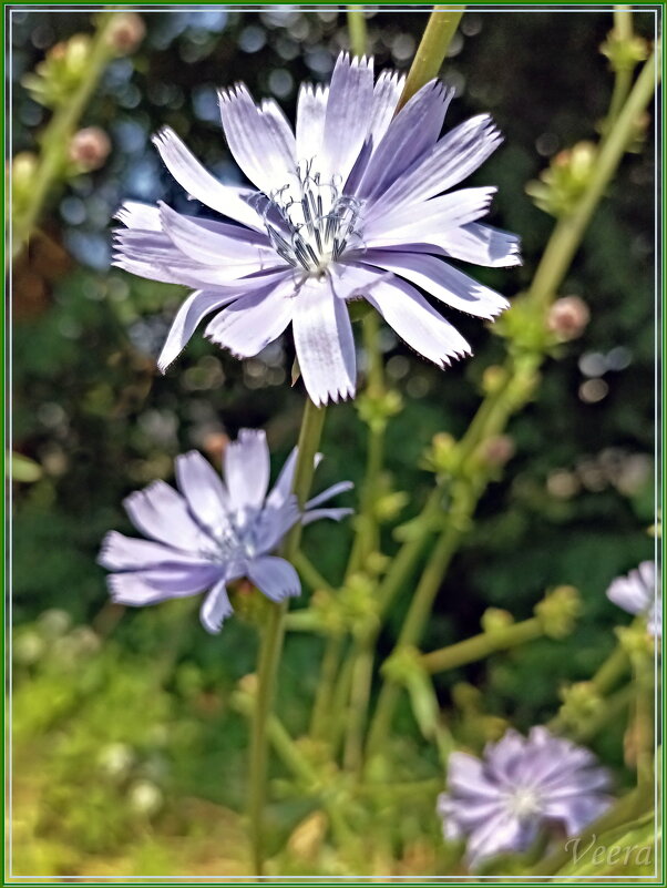 Цикорий - Veera V