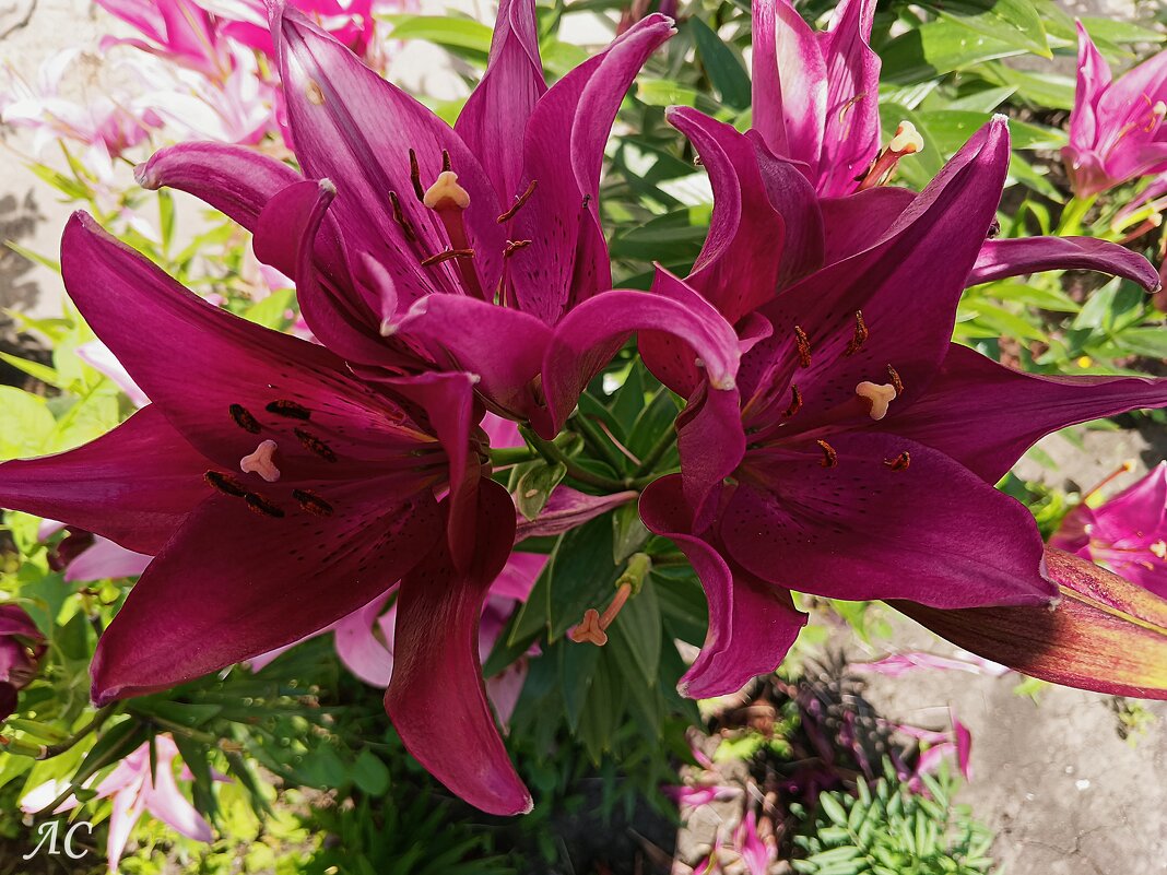 Лилии, вновь лилии. - Любовь Сахарова