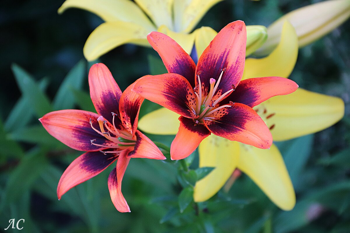 Лилии, вновь лилии. - Любовь Сахарова