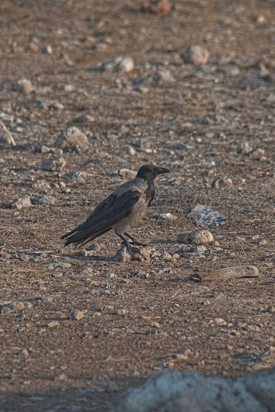 На камушке - Giant Tao /