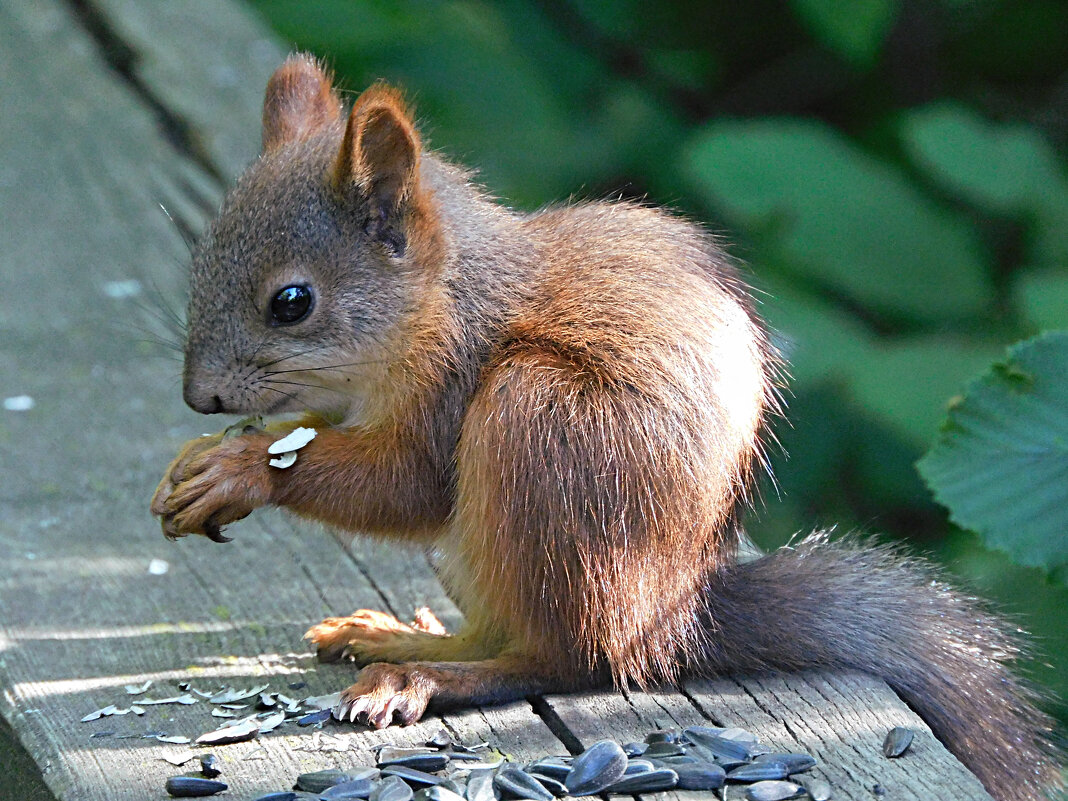 Бельчонок - Лина Бельчонок - Лина