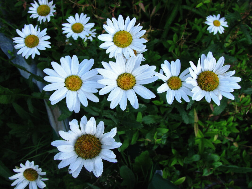 Ромашки - Людмила Смородинская