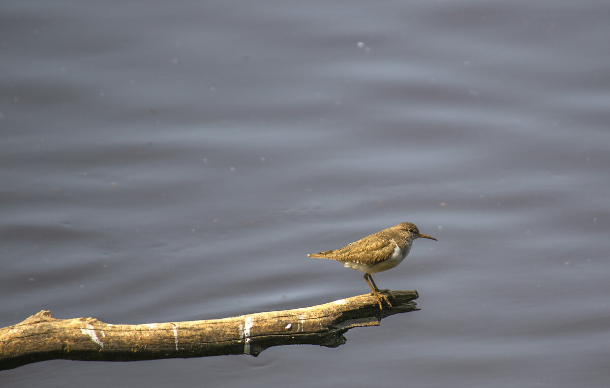 Кулик-перевозчик - Сергей Цветков Кулик-перевозчик - Сергей Цветков