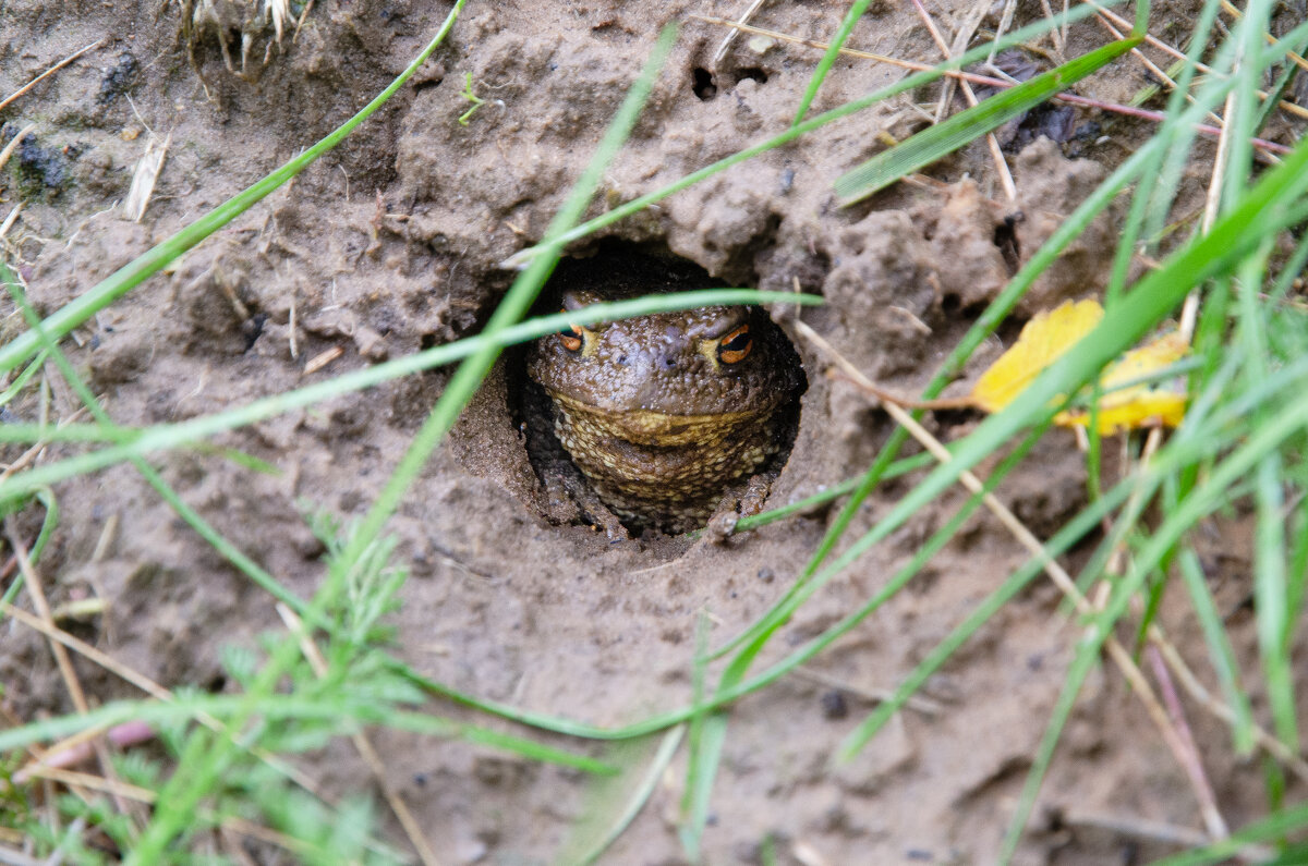 Модест. - Валерий Пославский