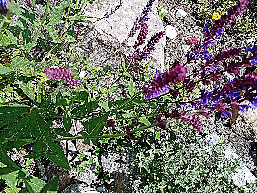 Цветы. - Владимир Драгунский Цветы. - Владимир Драгунский