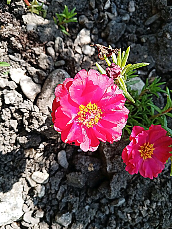 Цветы. - Владимир Драгунский Цветы. - Владимир Драгунский