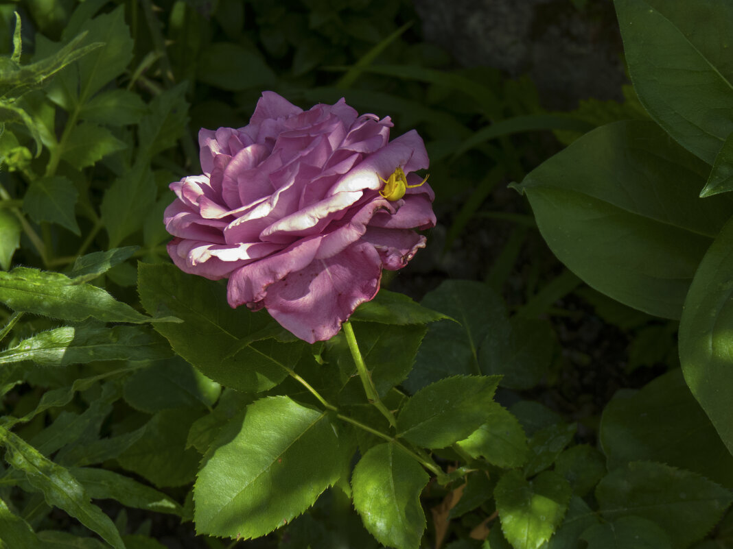 Розочка и паучок - Валентин Семчишин