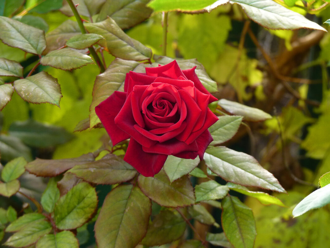 Бархатная роза - Валентин Семчишин Бархатная роза - Валентин Семчишин