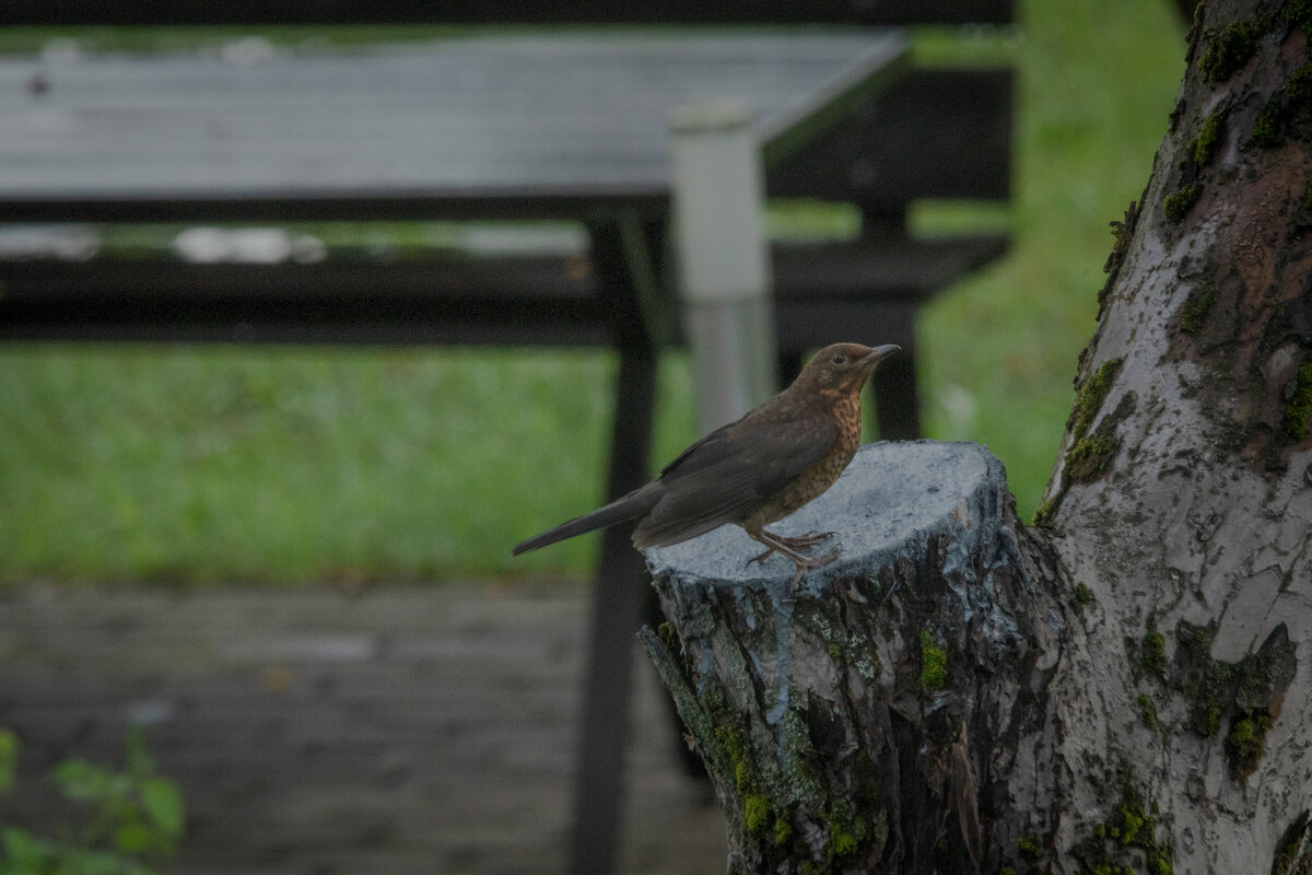 * - Nikolai 888 * - Nikolai 888