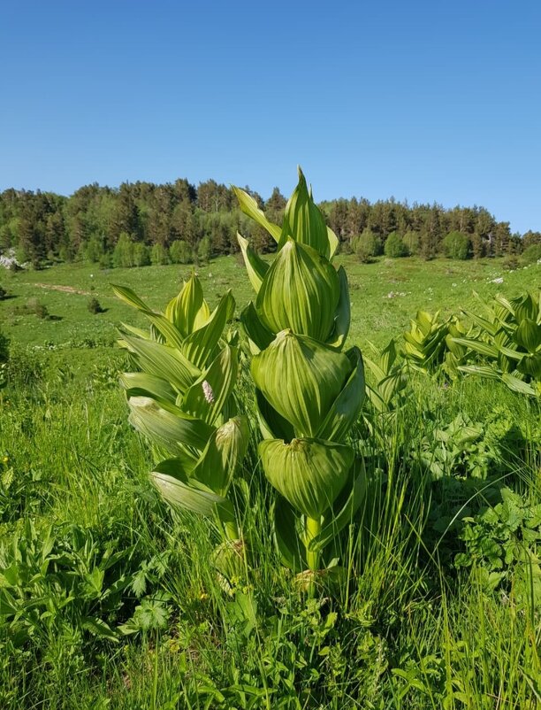 Альпийские луга плато Лагонаки - Tata Wolf