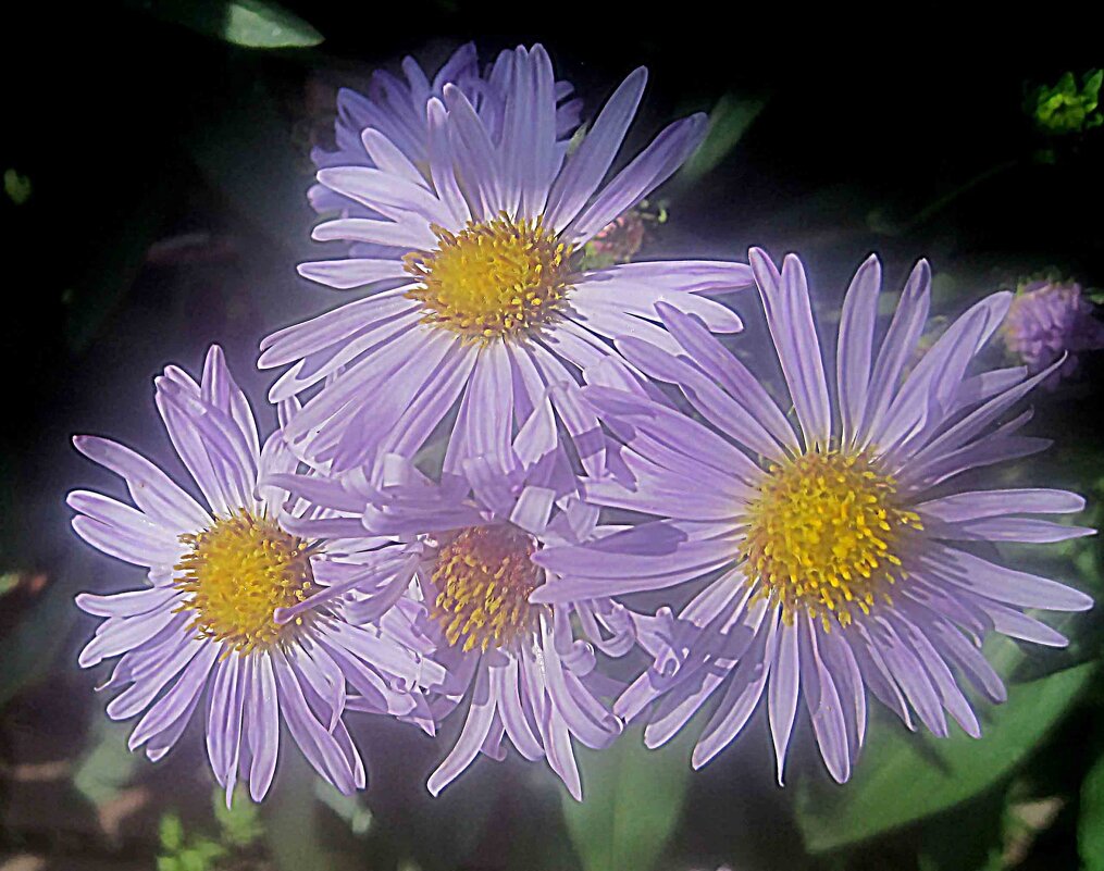 Летние - Елена Семигина