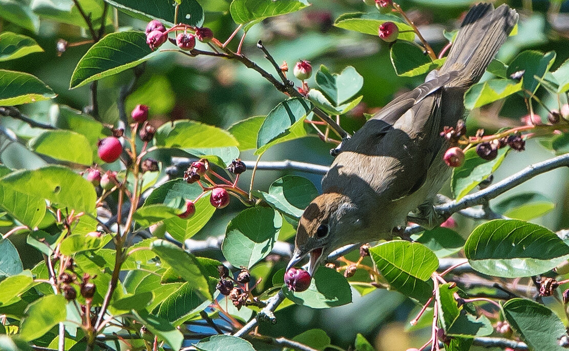 Славка-садовая. - Владимир Безбородов