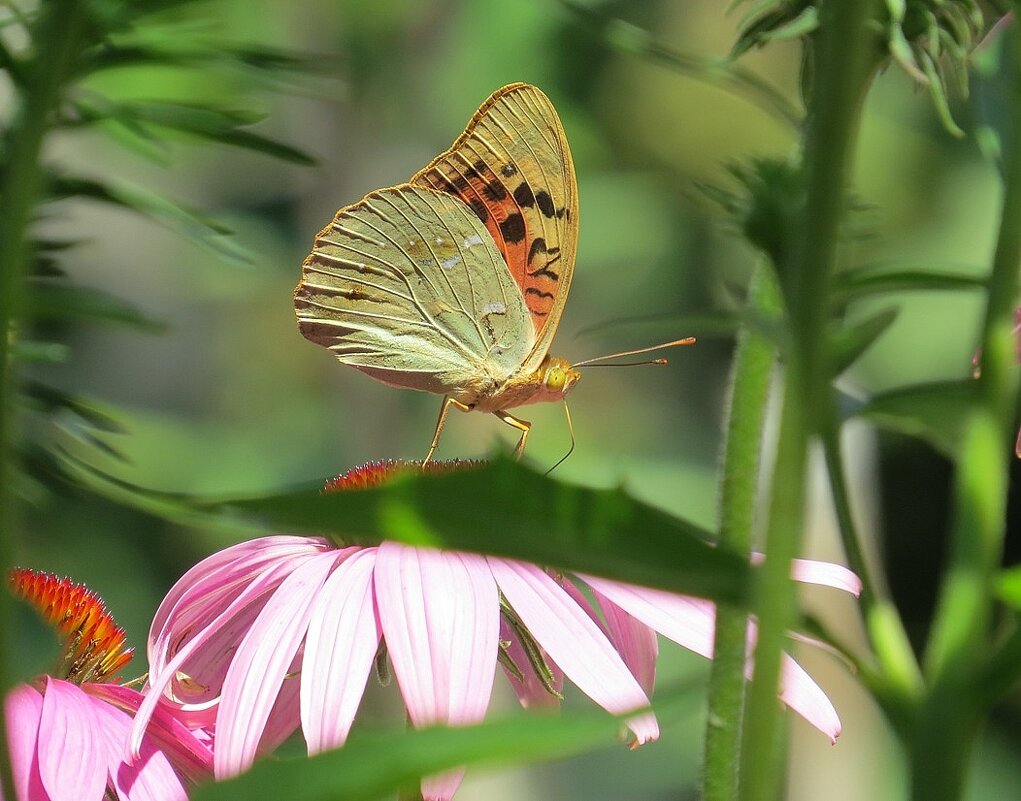С усиками наперевес .....))) - Natali 