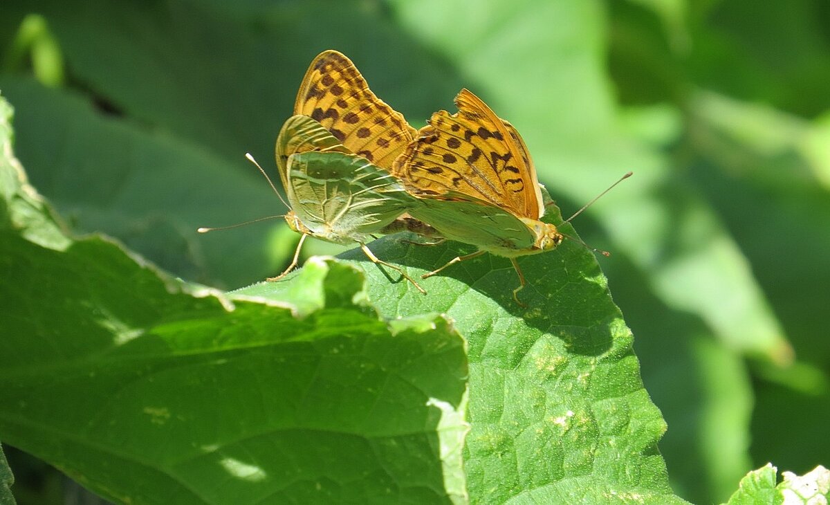 На волнах зелёных ... - Natali 