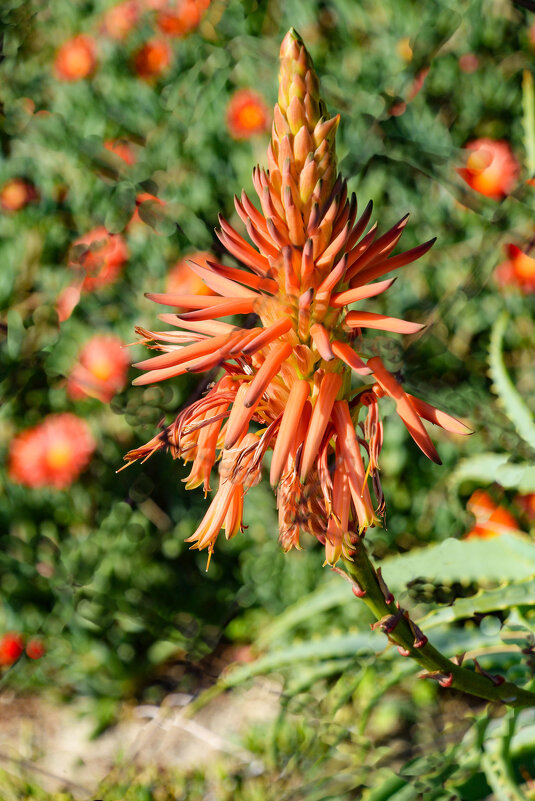 Алоэ древовидное - Oleg4618 Шутченко