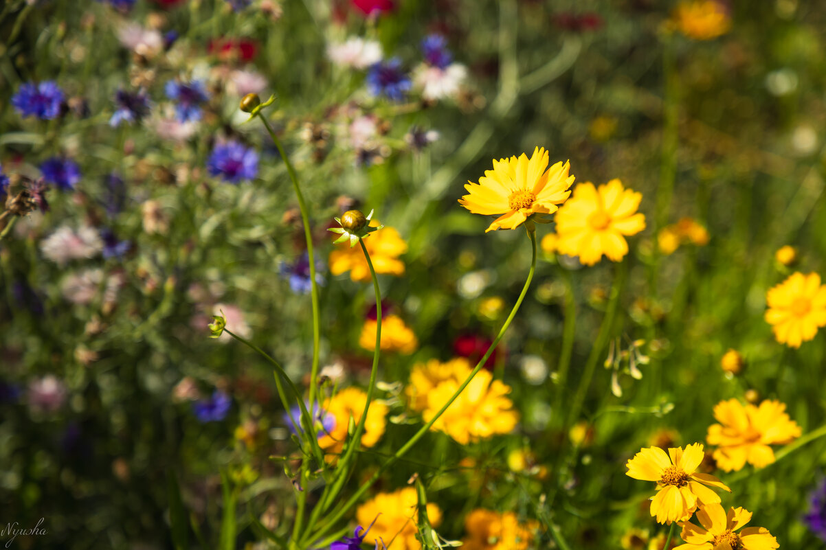 Цветочное... - Nyusha . Цветочное... - Nyusha .
