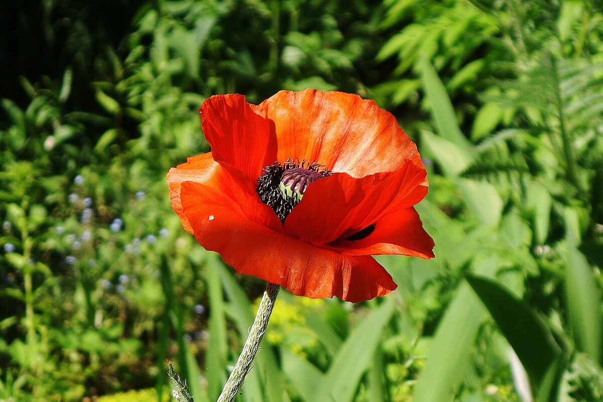 Мак - Рита Симонова Мак - Рита Симонова