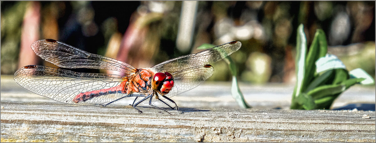 ;-) - Алексей Пышненко