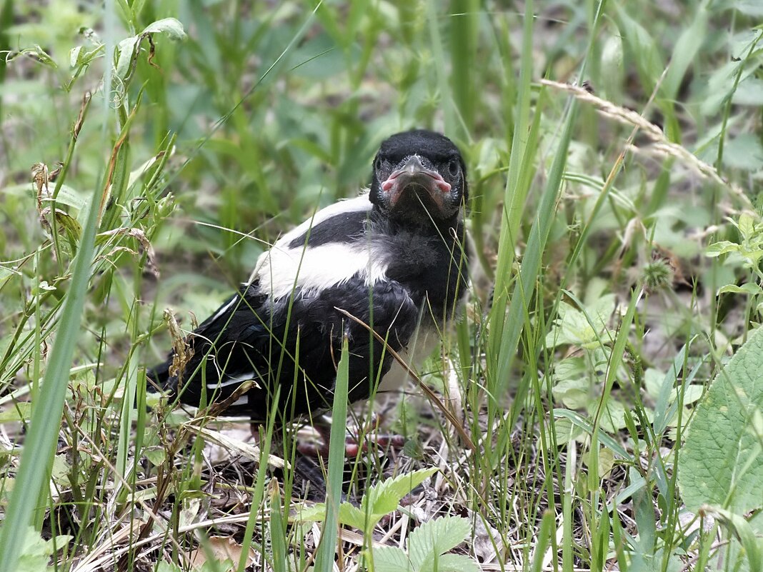 Слёток сороки - Зоя Мишина