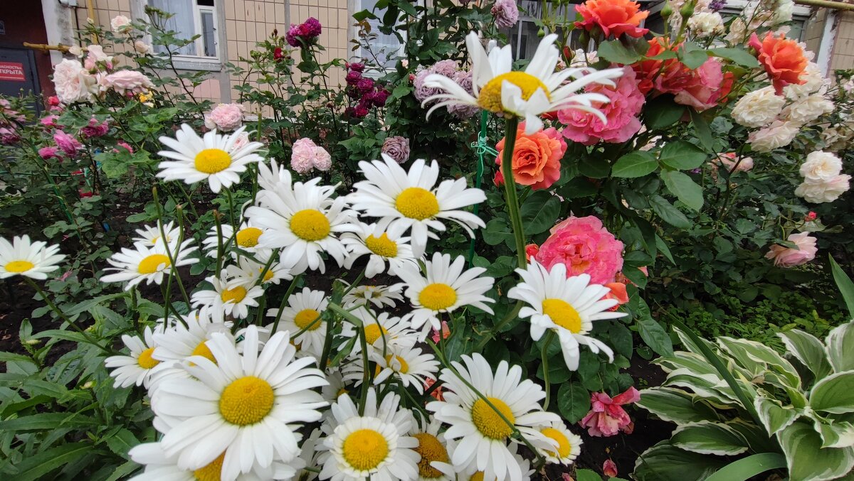 ,,, - Сергей Тимоновский