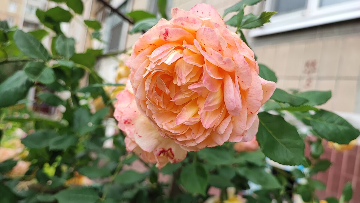 ,,, - Сергей Тимоновский