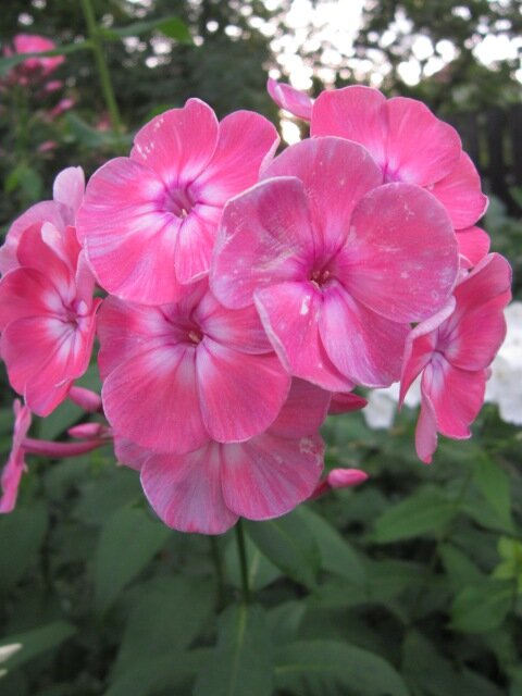 Флокс Салмон Глоу - Дмитрий Никитин