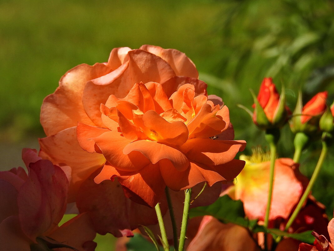 цветы - ИННА ПОРОХОВА