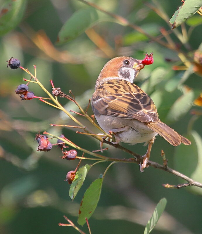 окрылённый успехом... - Andrey Bragin 
