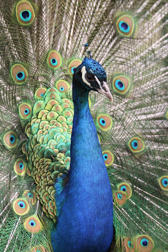 Павлин, потому и красив, что хвост держит «пистолетом»! - Арина Невская