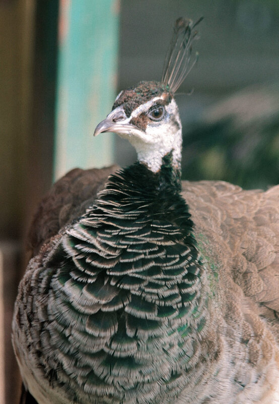 Пава. - Арина Невская