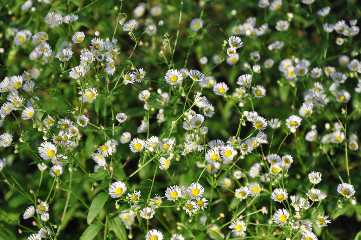 Эригерон или мелколепестник - Татьяна Машошина