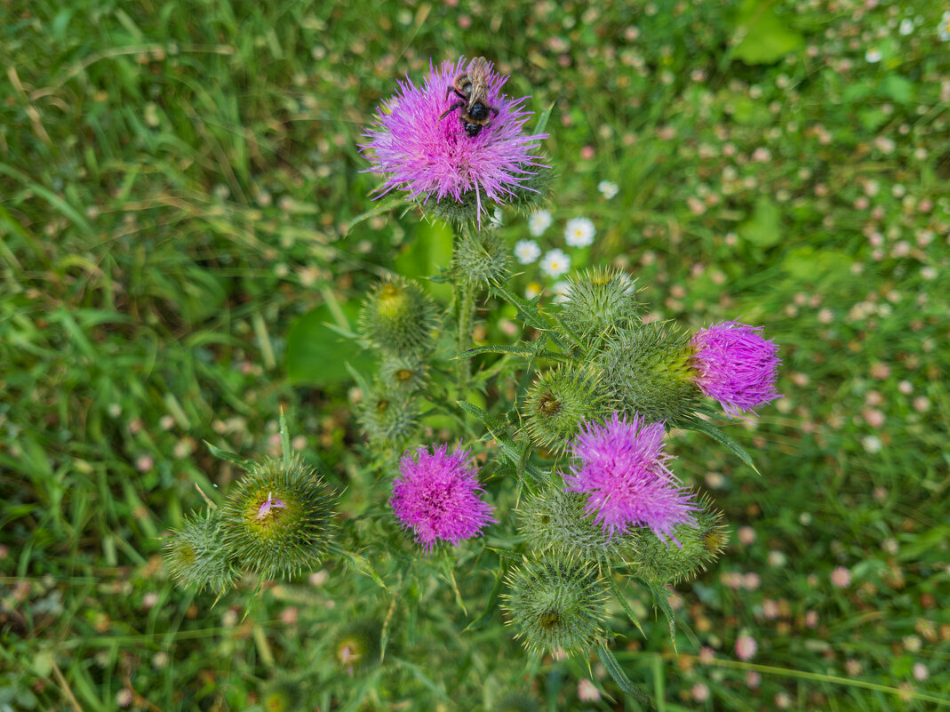 Чертополох. - Борис Калитенко Чертополох. - Борис Калитенко