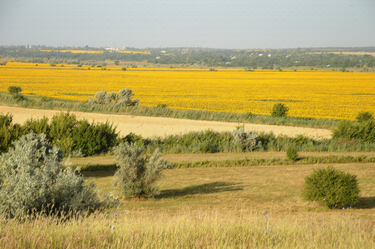 Пшеницу убрали...цветёт подсолнечник... - Надежда Куркина 
