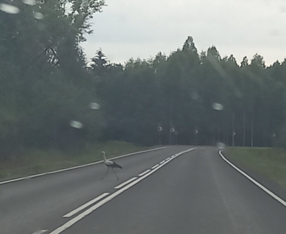 Вот такой пешеход - BoxerMak Mak