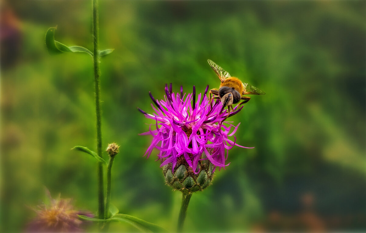 Минускулы(букашки) - AZ east3