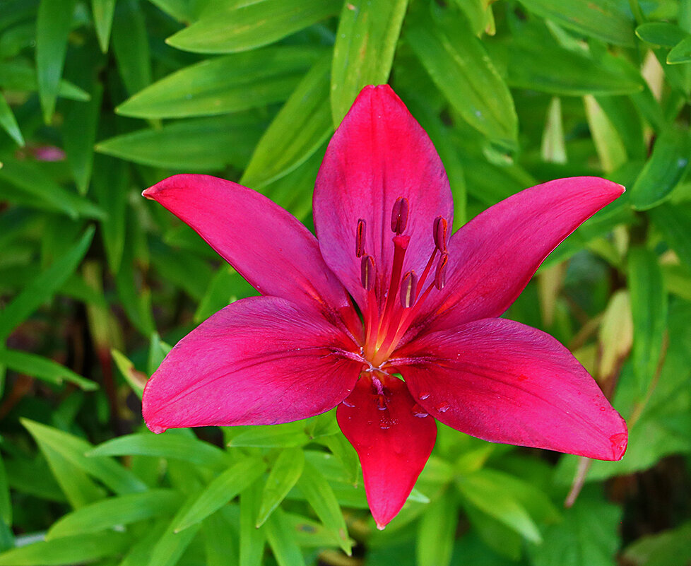 Июль - время лилий - Светлана Июль - время лилий - Светлана