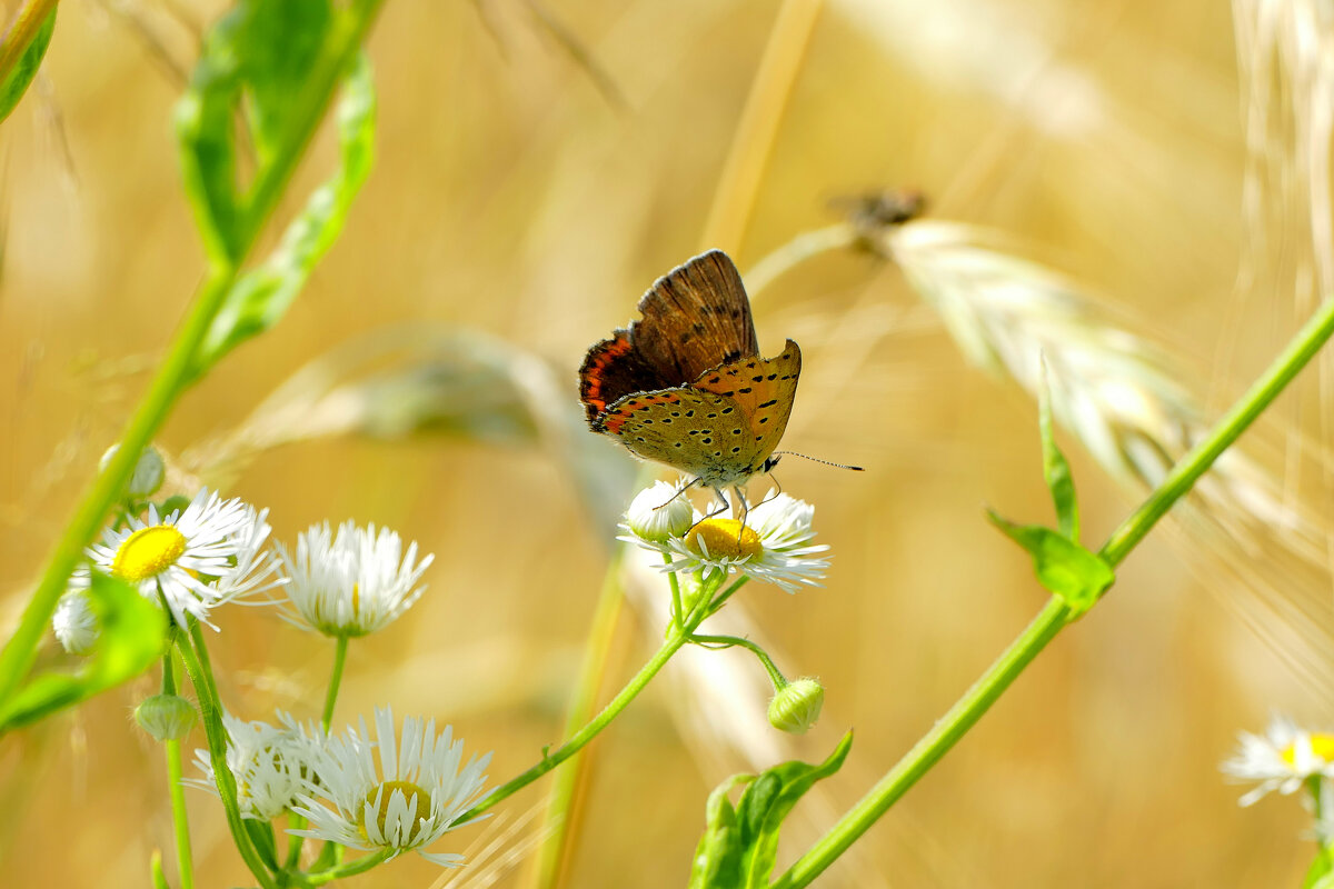 и снова бабочки 6 - Александр Прокудин