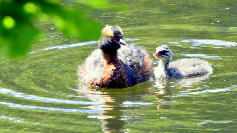 Красношейная поганке с утенком - 1 - Сергей 
