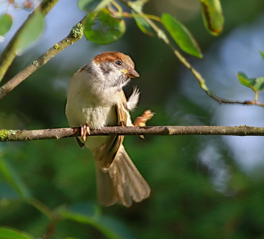 весельчак... - Andrey Bragin 