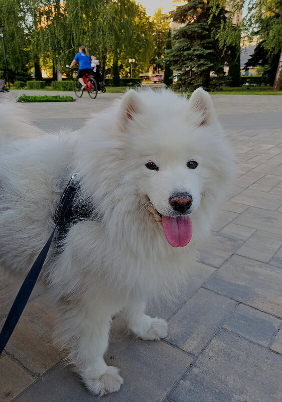 Жара! - Валентина  Нефёдова 