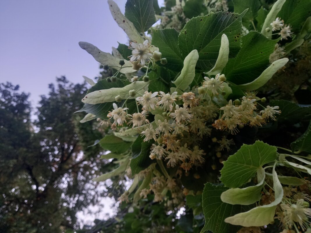 Липа - Сапсан 