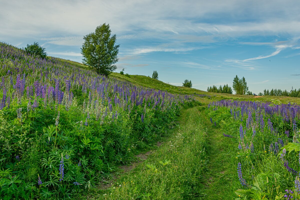 Люпиновый мир. - Александр Филатов