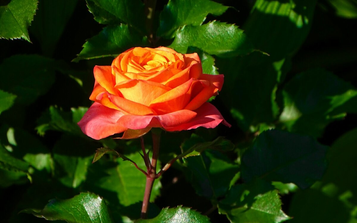 О красоте цветов. - Милешкин Владимир Алексеевич 