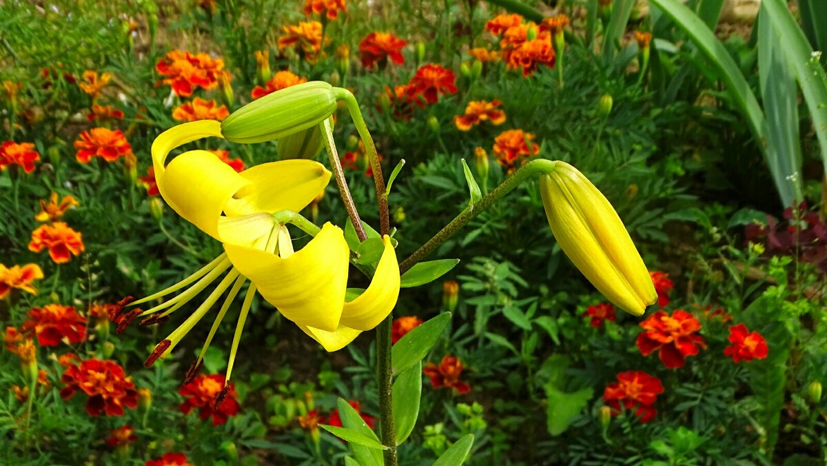 Цветы на городской клумбе. - Милешкин Владимир Алексеевич 