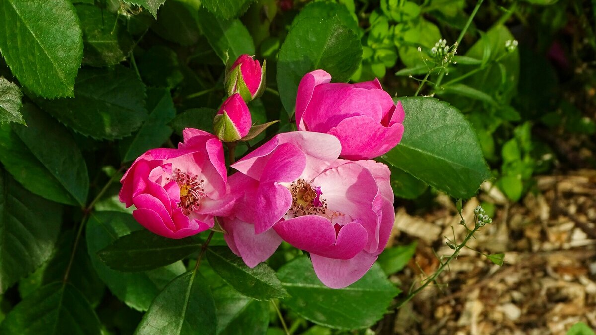 Городские цветы. - Милешкин Владимир Алексеевич 