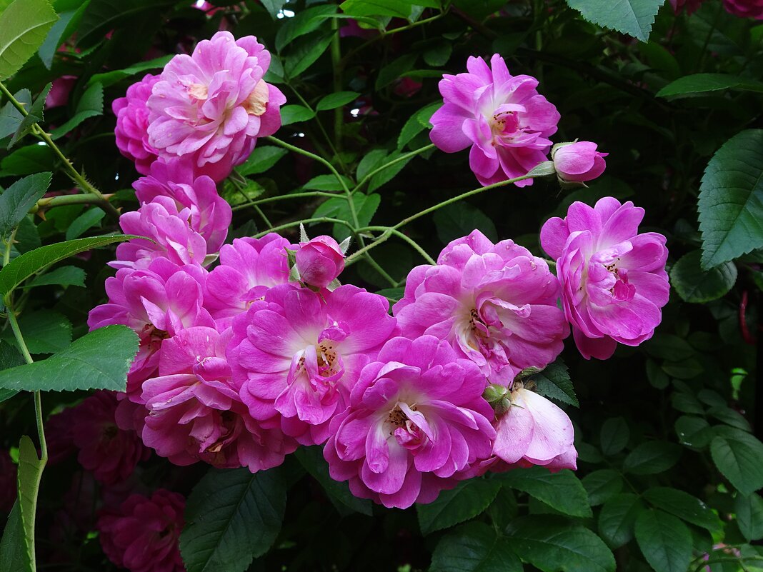 Летние розы - Лидия Бусурина