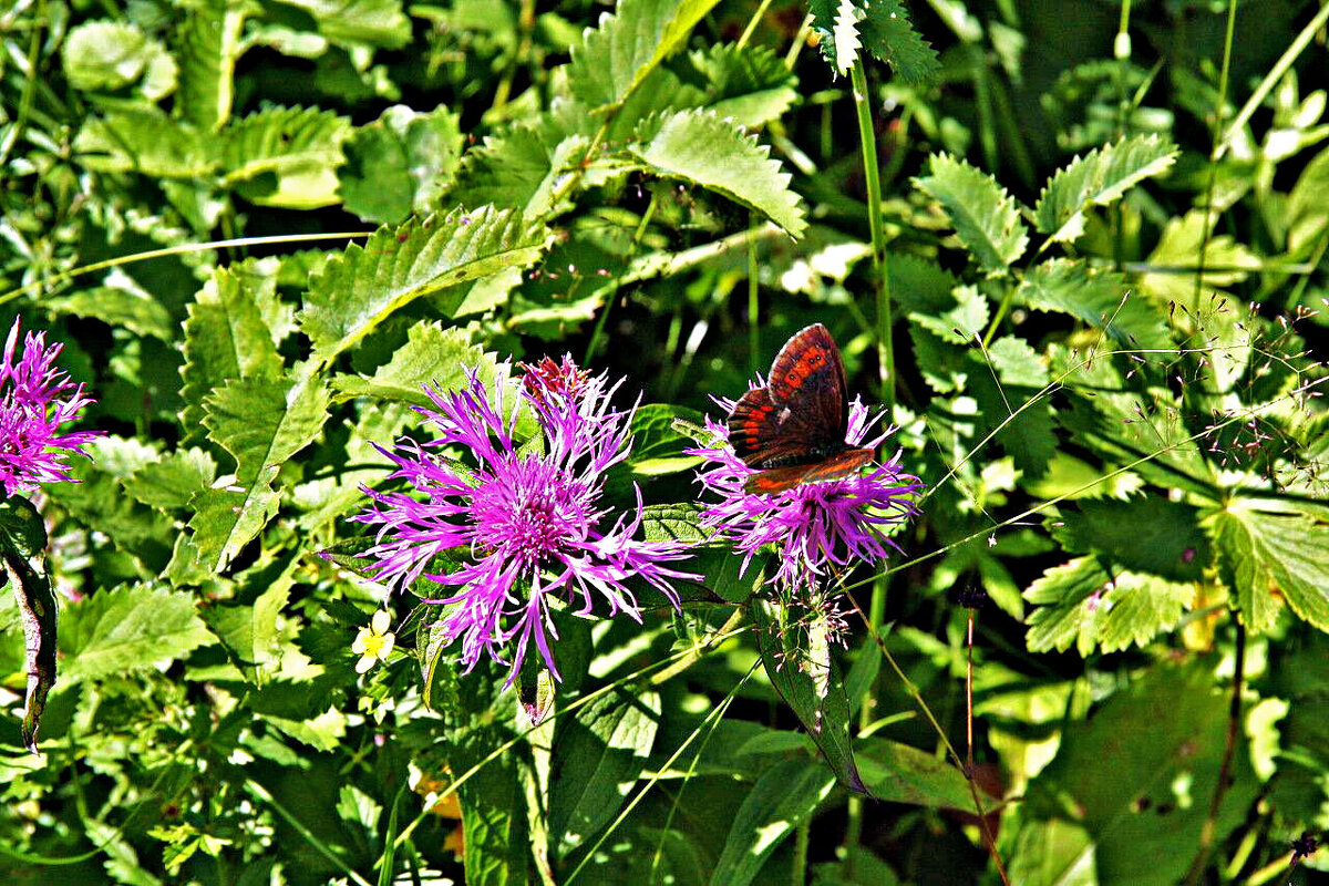 Июль...Бабочка чернушка на цветке! - Владимир 