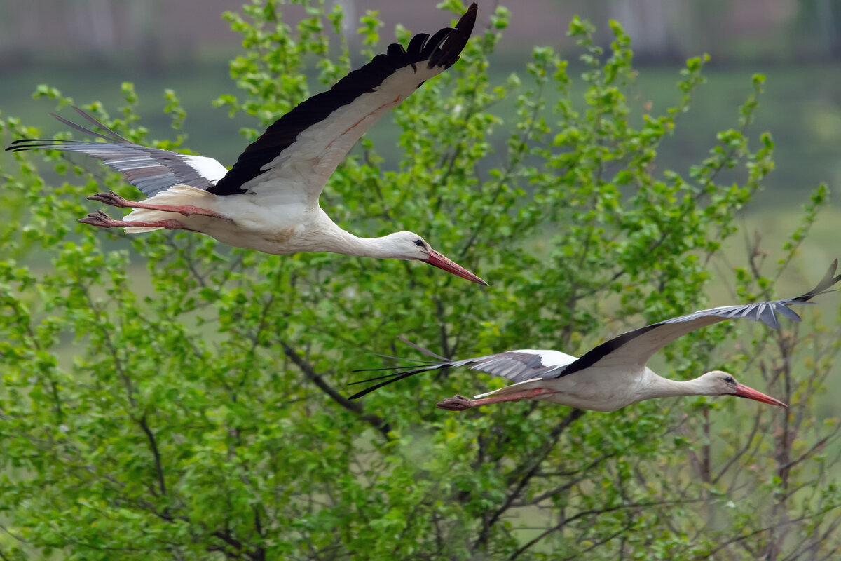 аисты в полёте - Виталий Емельянов аисты в полёте - Виталий Емельянов